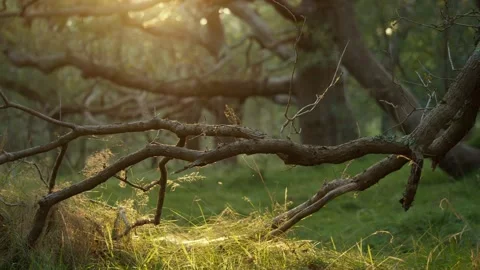 Sunbeams Illuminate a Forest Meadow, Creating a Play of Light in Natures Beauty Stock Footage 289786410