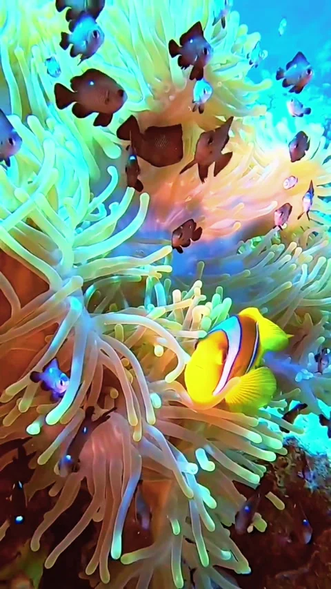 Sunbeams Illuminating Branching Corals in Deep Blue Water Stockbeeldmateriaal 338426770