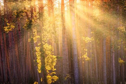 Sunbeams illuminating the trunks of pine trees at sunrise in an autumn pine.. Stock Photos