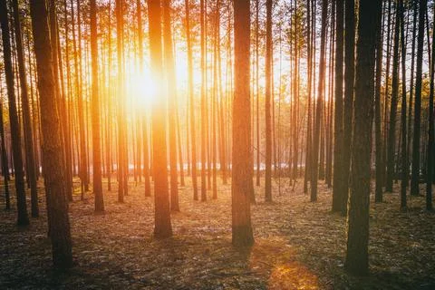 Sunbeams illuminating the trunks of pine trees at sunset or sunrise in an e.. Stock Photos