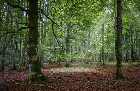 Sunbeams inside the forest 写真素材