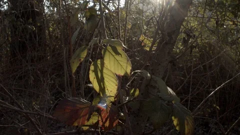Sunbeams in a leafy forest Stock Footage 124524094
