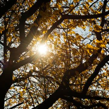 Sunbeams light through crown of cherry tree Stock Photos