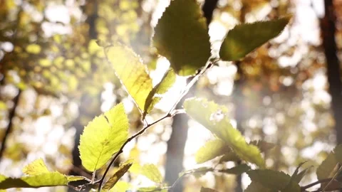 Sunbeams Light Through Lush Leaves Stock Footage 278808506