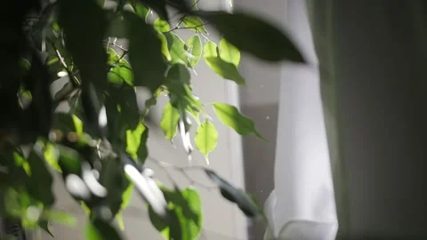 Sunbeams light through plant leaves Stock Footage 133202208