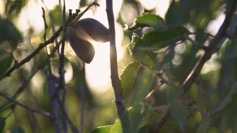 Sunbeams make their way through the crown of almonds Stock Footage 96208219