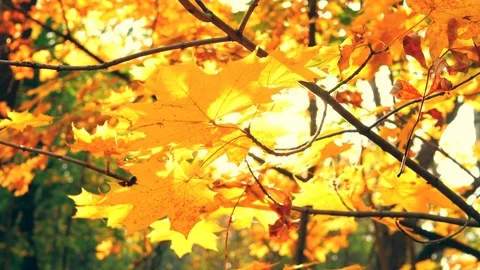 Sunbeams make their way through the autumn leaves and maple branches in a Stock Footage 118865219