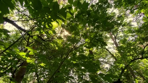 Sunbeams make their way through the foliage of a magnificent green tree Stock Footage 156660161