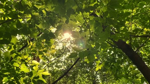 Sunbeams make their way through the foliage of a magnificent green tree Stock Footage 156660933