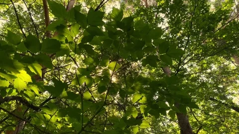 Sunbeams make their way through the foliage of a magnificent green tree Stock Footage 156661971