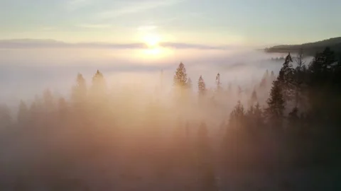 Sunbeams in the misty forest. Beautiful view of pine mountain forest in the Stock Footage 164113891