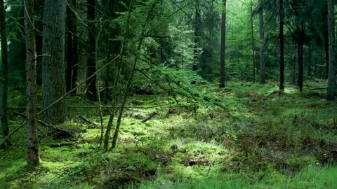 Sunbeams moving through a lush green forest 스톡 동영상 336594464