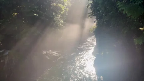 Sunbeams over a forest stream in a mossy coastal canyon, Vancouver Stock Footage 338057657
