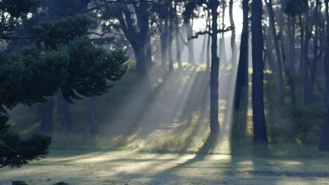 Sunbeams Over Hill in Misty Forest Stock Footage 74691379