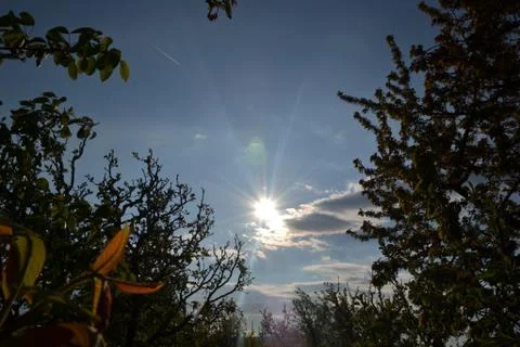 Sunbeams overcomes the trees Stock Photos