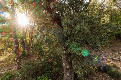 Sunbeams pass through the oak forest at Font Roja in Alcoy Photos