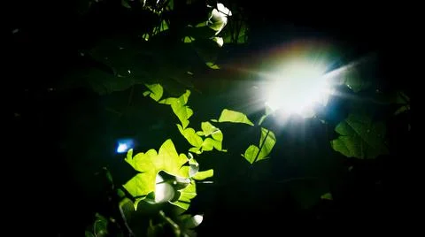 Sunbeams passing through the leaves of a tree. Silhouette Stock Photos