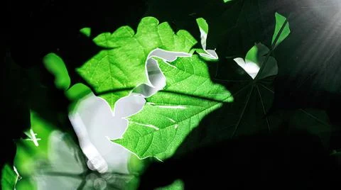 Sunbeams passing through the leaves of a tree. Silhouette Stock Photos