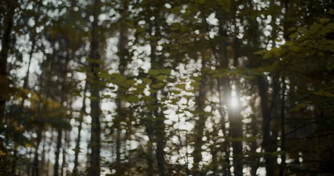 Sunbeams passing through trees Stock Footage 251378108