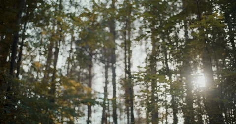 Sunbeams passing through trees in forest Stock Footage 251378236