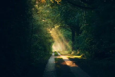 Sunbeams on path through forest Stock Photos