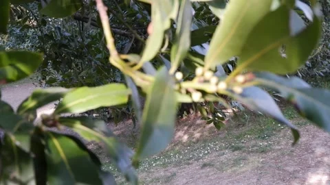 Sunbeams peaking through lush green leaves Vídeos de archivo 172254953