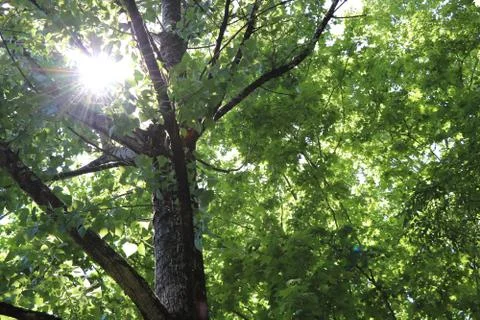 Sunbeams Stock Photos