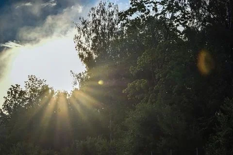 Sunbeams pierce through dense green foliage on a cloudy day Stock Photos