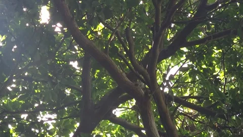 Sunbeams Piercing a Dense Forest Canopy, showcasing the vibrant interplay of nat Vídeo Stock 336897439