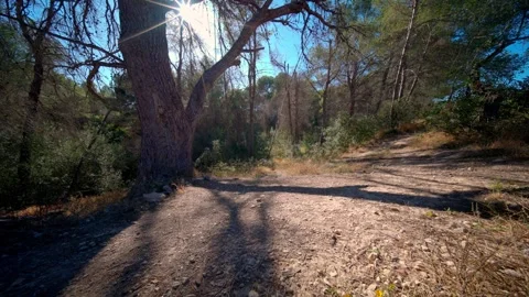 Sunbeams piercing through Benidorm forest canopy Stock Footage 336172187