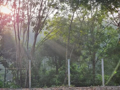 Sunbeams Piercing Through Dense Forest Trees with Fence Stock Photos