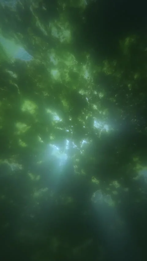 Sunbeams piercing through dense mat of green Spirogyra algae from underwater in Stock Footage 338134878