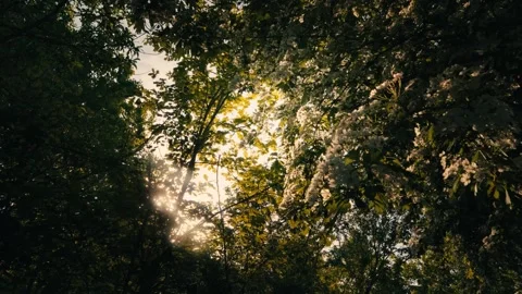 Sunbeams piercing through lush green tree canopy Stock Footage 334091051