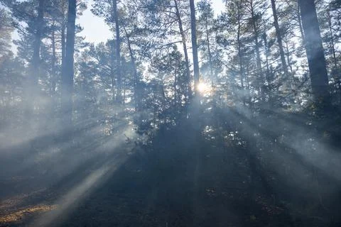 Sunbeams Piercing Through a Smoky Pine Forest Stock Photos