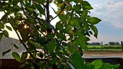 Sunbeams Piercing Through Thick Rose Plant Bush Stock Footage 339041428