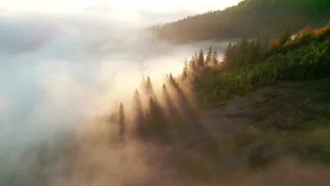 Sunbeams in the pine forest, tranquil misty morning in the mountains, flying Stock Footage 162454965