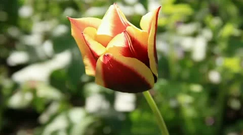 Sunbeams playing on the tulip flower Stock Footage 10843669