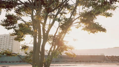 Sunbeams pour through treeon the beach Stock Footage 235634187