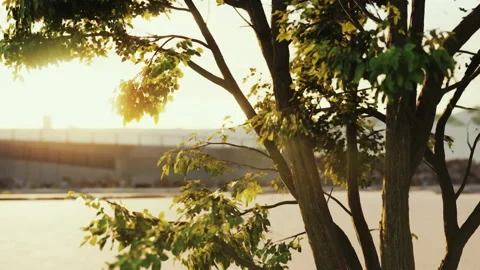 Sunbeams pour through treeon the beach Stock Footage 235996674