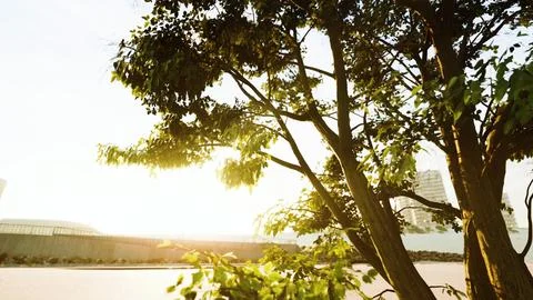 Sunbeams pour through treeon the beach Illustrazione stock