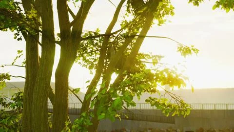 Sunbeams pour through treeon the beach Illustrazione stock