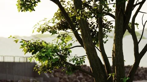 Sunbeams pour through treeon the beach Illustrazione stock