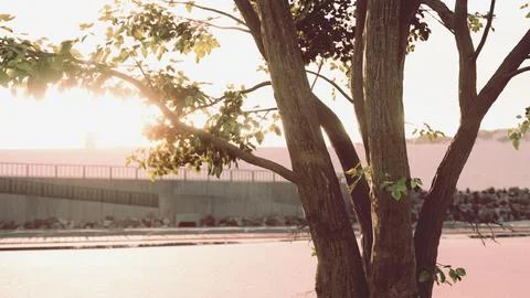 Sunbeams pour through treeon the beach Illustrazione stock
