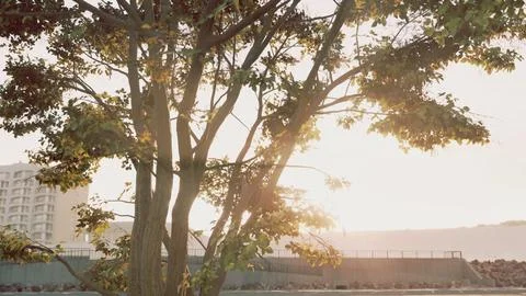 Sunbeams pour through treeon the beach Illustrazione stock