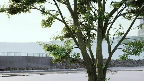 Sunbeams pour through treeon the beach Illustrazione stock