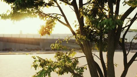 Sunbeams pour through treeon the beach Illustrazione stock