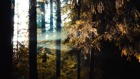 Sunbeams pour through trees in forest, light rays Stock Photos