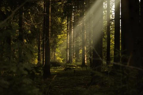 Sunbeams pour through trees in forest in Finland Stock Photos
