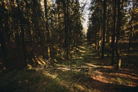 Sunbeams pour through trees in forest, shadows of trees Stock Photos