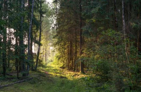 Sunbeams pour through trees in forest Stock Photos